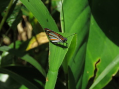 Corra coryna catargyra