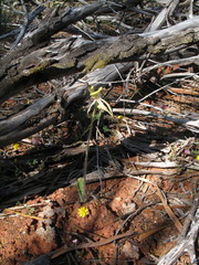 Caladenia roei