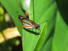 Corra coryna catargyra