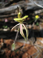 Caladenia roei