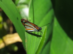 Corra coryna catargyra