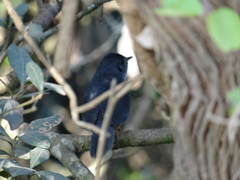 Scytalopus novacapitalis