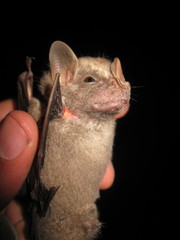 Chiroderma villosum