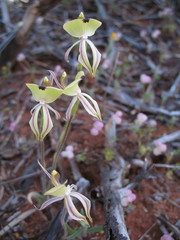 Caladenia roei