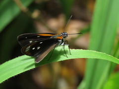 Corra coryna catargyra