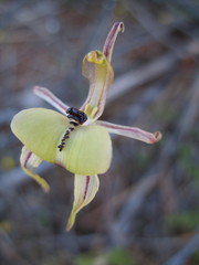 Caladenia roei