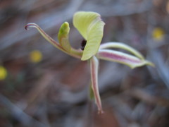 Caladenia roei
