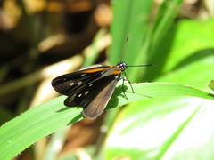 Corra coryna catargyra