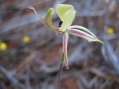 Caladenia roei