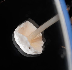 Entoloma albidosimulans