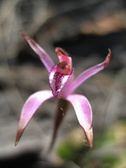 Caladenia hirta rosea