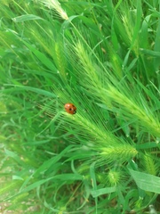 Coccinella septempunctata