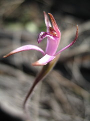 Caladenia hirta rosea