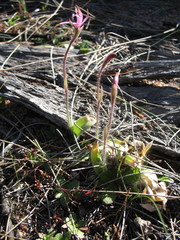 Caladenia hirta rosea
