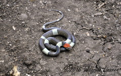 Pseudoleptodeira latifasciata