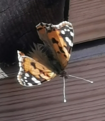 Vanessa cardui