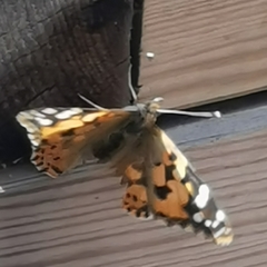 Vanessa cardui