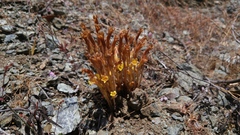 Aphyllon franciscanum