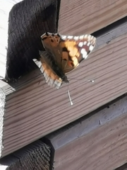 Vanessa cardui