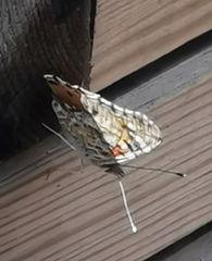Vanessa cardui