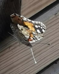 Vanessa cardui