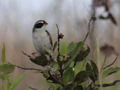 Coryphaspiza melanotis