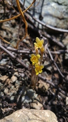 Aphyllon franciscanum