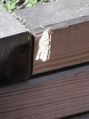 Vanessa cardui