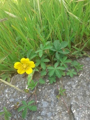 Potentilla reptans