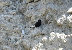 Oenanthe leucura