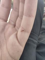 Aphaenogaster sardoa