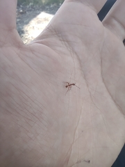 Aphaenogaster sardoa