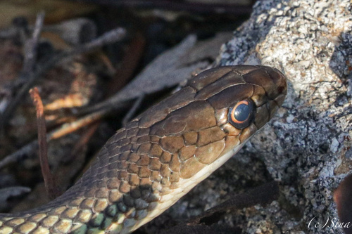 Reticulated Whipsnake