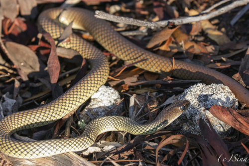 Reticulated Whipsnake