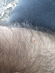 Aphaenogaster sardoa