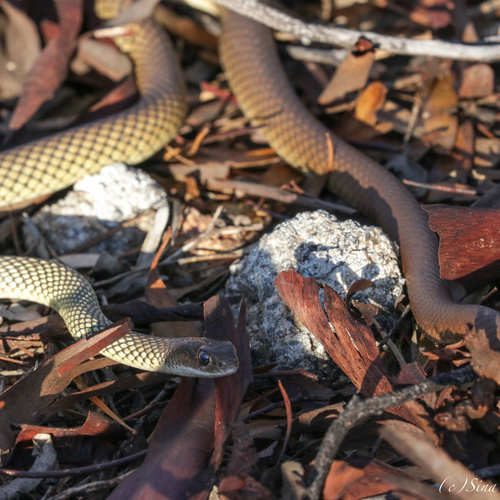 Reticulated Whipsnake