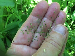 Dichanthelium leibergii