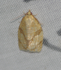 Adoxophyes negundana