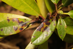 Chuppomyces handelii