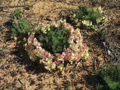 Lechenaultia macrantha