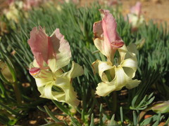 Lechenaultia macrantha