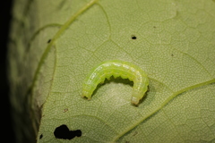 Cosmia trapezina