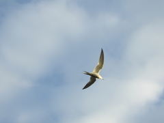 Sterna hirundo