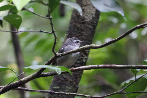 Plumbeous Warbler (Setophaga plumbea), photo 9