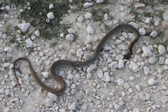 Coluber constrictor flaviventris