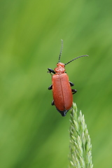 Pyrochroa serraticornis