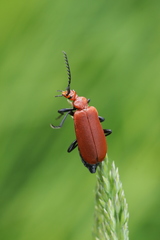Pyrochroa serraticornis