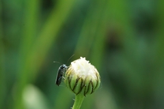 Coleoptera