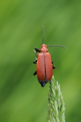 Pyrochroa serraticornis