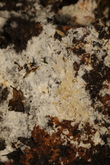 Lyomyces sambuci